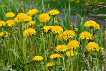 Blooming dandelions.