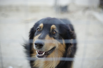 cane attraverso una rete che fa la guardia