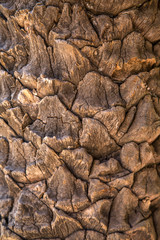 Bark of palm tree