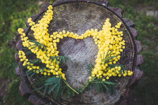 Mimose disposte a forma di cuore su un tronco nel bosco