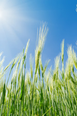 Obraz premium green harvest in field and blue sky with sun over it