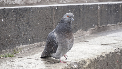 Pigeon grey. Beautiful pigeon close up. City birds. Pigeons of the Church. The bird view.