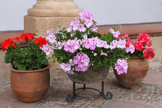 Pots of Pink and Red Geraniums