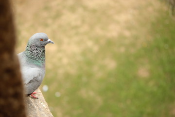 Different poses of pigeons