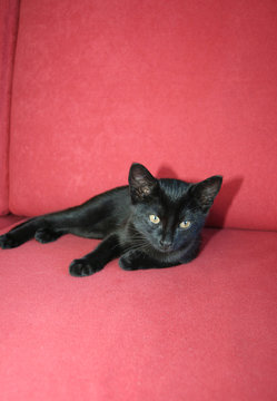 Schwarze Katze