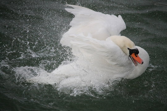 Le cygne lutte contre un parasite
