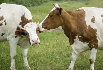Cow 6