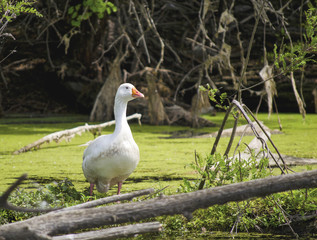 Goose by the water 1