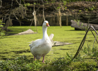 Goose by the water 2
