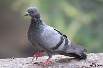 Different poses of pigeons