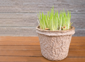 Organic wheatgrass in the recycled paper pot