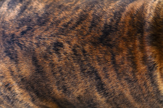 dog's fur tiger brown black color
