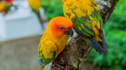 Parrot on tree branches.