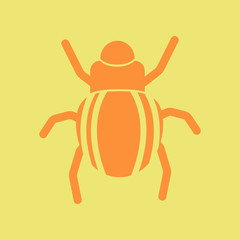 beetle insect