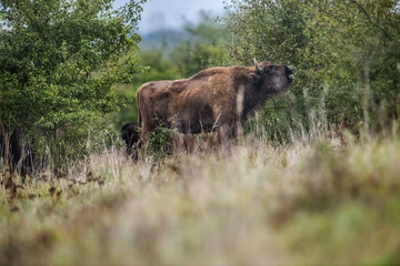 Bison bonasus - European bison - Milovice, Czech republic © Vera Kuttelvaserova