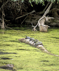 River turtles 3