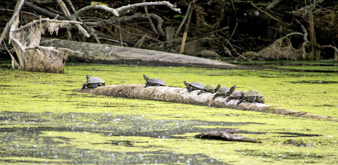 River turtles