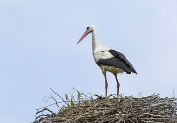 Stork 3