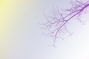 Colorful silhouette of dead trees with the sky in evening.