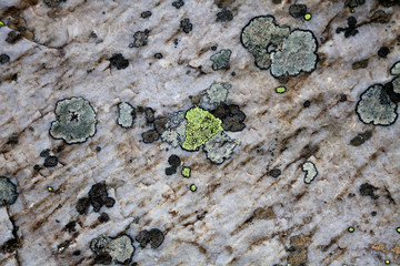 Moss on a Rock