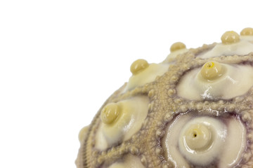Imperial sea urchin closeup