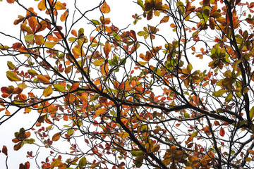 Terminalia catappa leaves autumn season on white background., bengal almond, Indian almond.