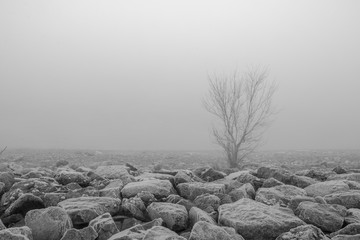 Nebel am Rhein