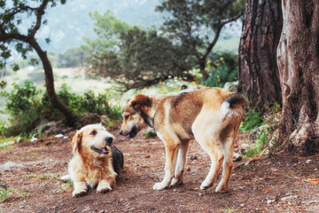Two dogs fighting with each other Carpathians. Ukraine. Europe