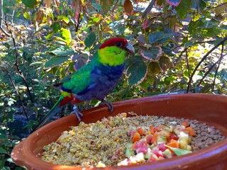 Papagei im Loro Park