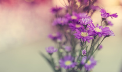 Fototapeta na wymiar Violet blossom in a botanical garden. 