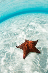 Fototapeta na wymiar West Indian Sea Star in Caribbean Sea