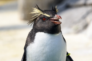 Obraz premium イワトビペンギン