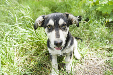 Naklejka na ściany i meble dog, young German shepherd cross with Husky on a green young grass
