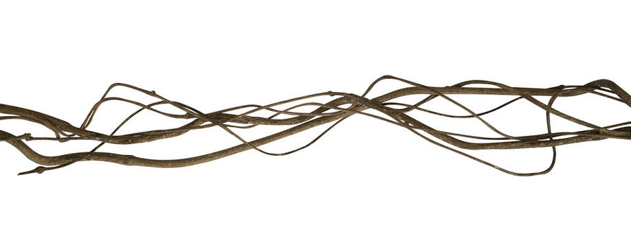 Twisted wild liana jungle vine isolated on white background, clipping path included