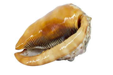 Shell (Cypraecassis Rufa) - Bull Mouth Helmet -  marine gastropod