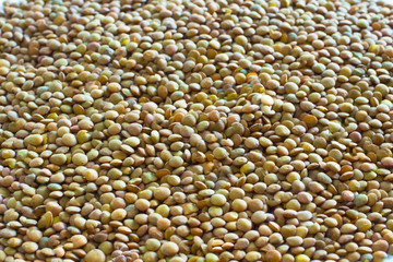 Brown lentils close up