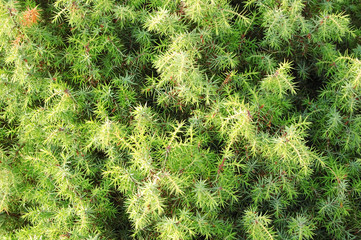 Green juniper plant