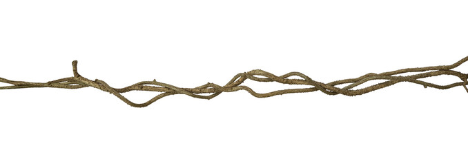 Twisted wild liana jungle vine isolated on white background, clipping path included