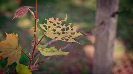 Maple leaf insect bites in vintage style picture.