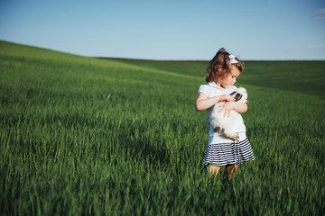Fototapeta premium baby rabbit in a field of green wheat