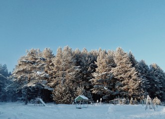 winter forest