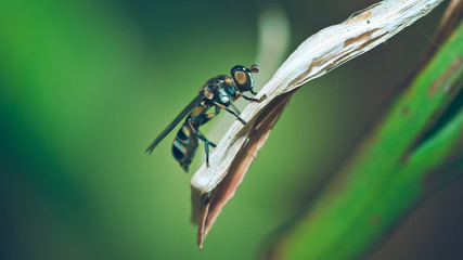 Black insect animal on a dry leaf.