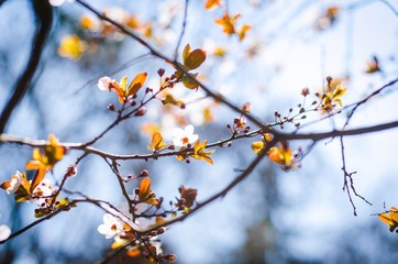 tree