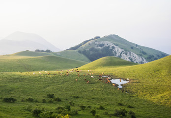 Fototapeta na wymiar Cows graze on a beautiful mountain landscape at sunset on a summer day.