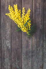 Mimosa gialla su sfondo di legno marrone. Spazio per il testo. Festa della donna concetto.