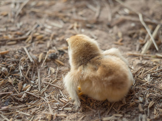 Closed up of baby chicken 