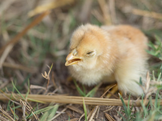 Closed up of baby chicken 