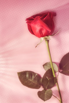 single rose on a pink background