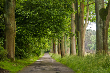 Spazierweg zwischen grünen Bäumen 