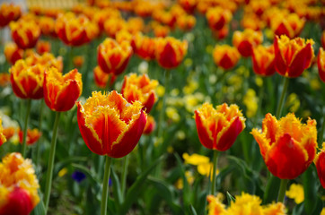 Obraz premium outdoor, closeup, flora, blooming, vibrant, garden, floral, color, spring, colorful, cheshire, plant, petal, red, day, flower, field, yellow, tulip, bloom, nature, sun, season 
